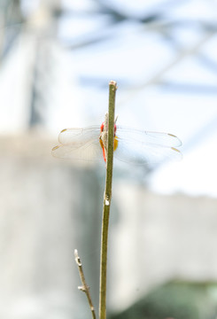 蜻蜓