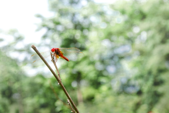 蜻蜓