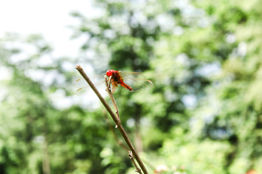 蜻蜓