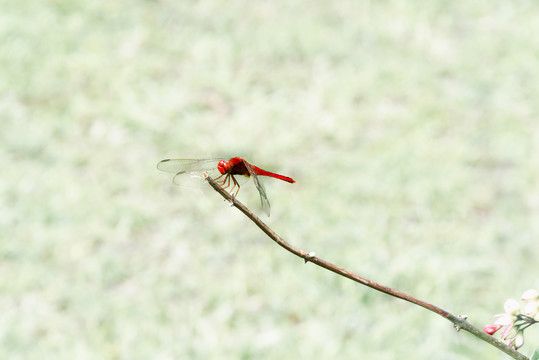 蜻蜓