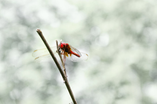 蜻蜓