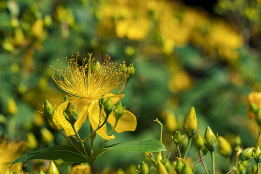 金丝桃花