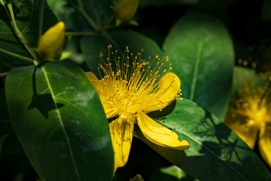 金丝桃花