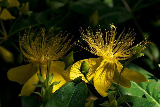 金丝桃花