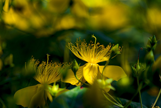 金丝桃花