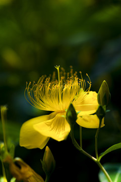 金丝桃花