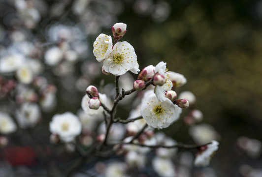 梅花