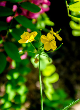 白屈菜花