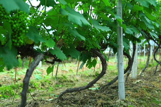 葡萄大棚种植