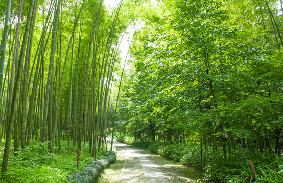 阳光竹林