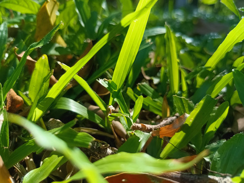 野草杂草