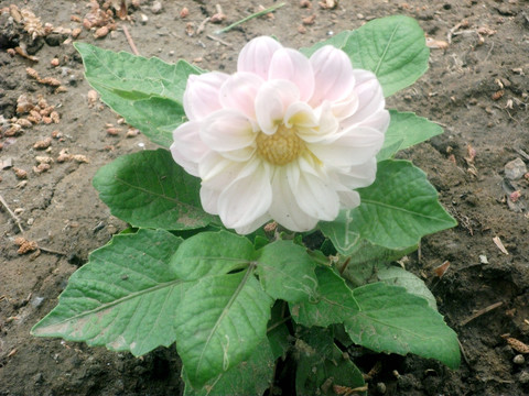 大丽花