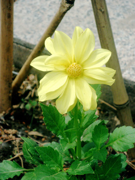 大丽花