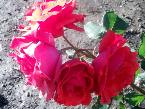 月季花