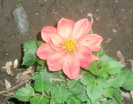 大丽花