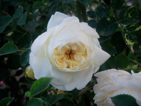月季花