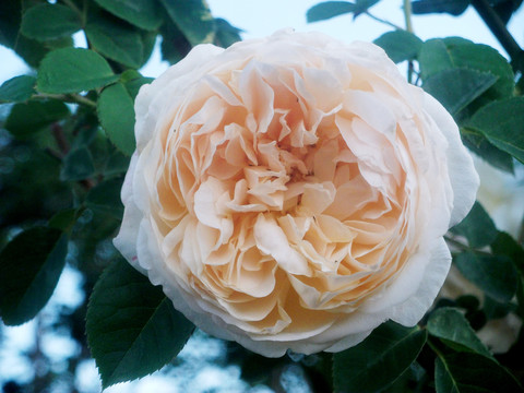 月季花