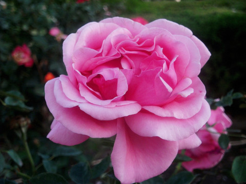 月季花
