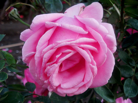 月季花