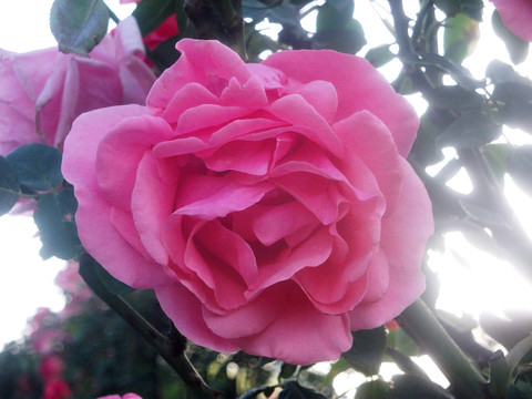 月季花