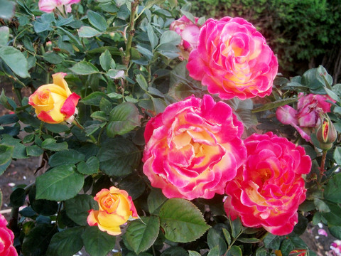 月季花