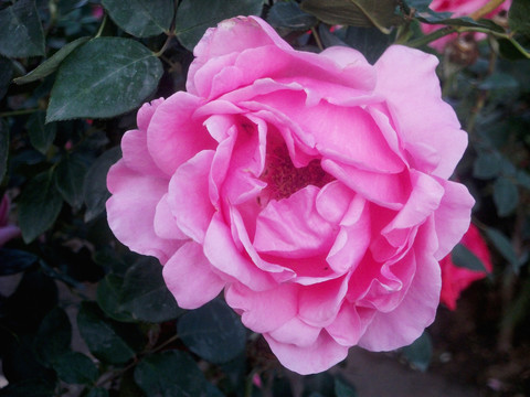 月季花
