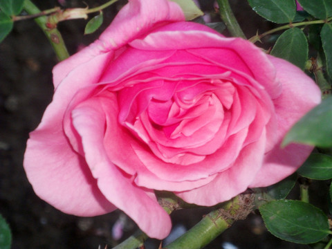 月季花