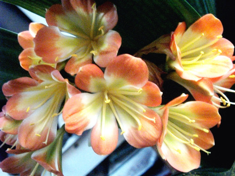 君子兰开花
