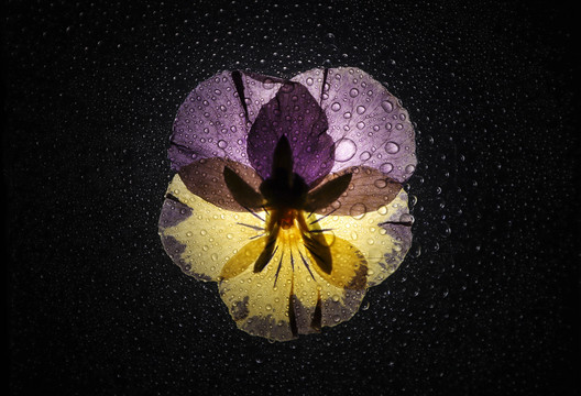 雨滴水珠三色堇花