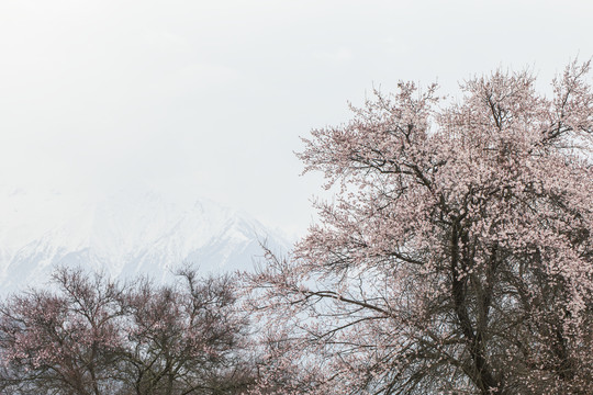 林芝桃花节