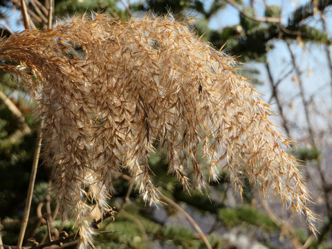 芦苇花