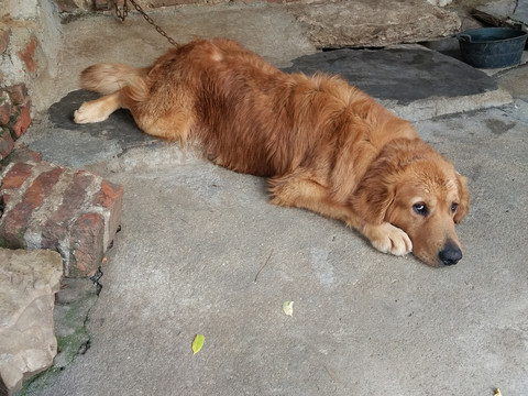 狗