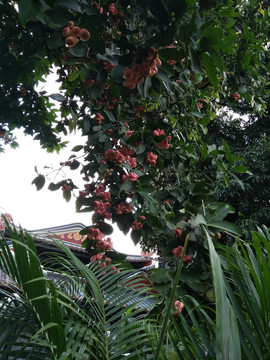 仙桃树