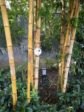 竹林