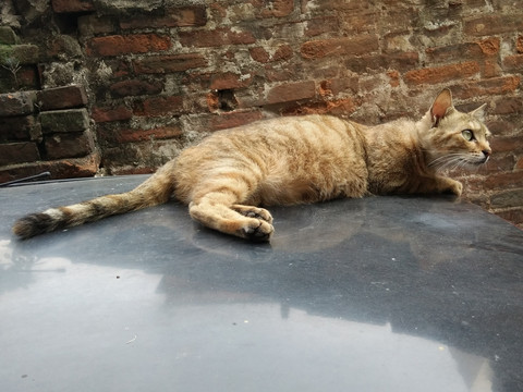 宠物猫