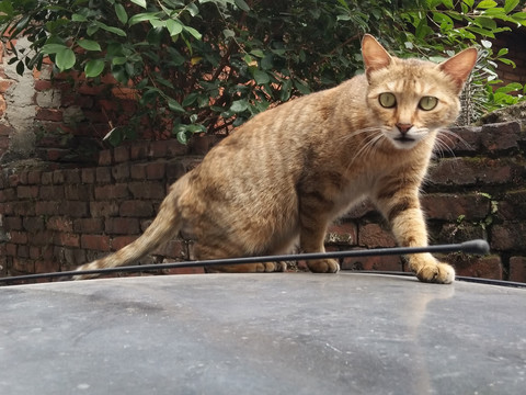 宠物猫