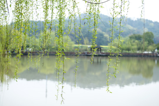 柳叶