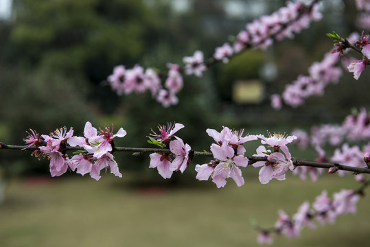 桃花