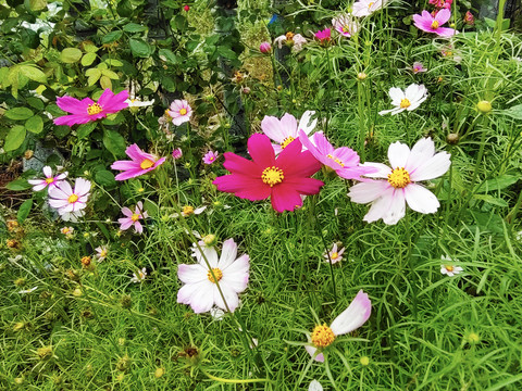 格桑花鲜花背景墙