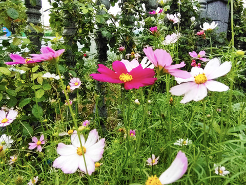 格桑花鲜花背景