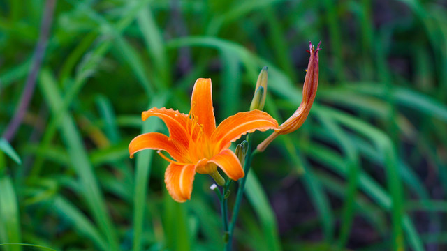 黄花苏