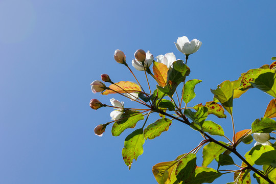 花枝
