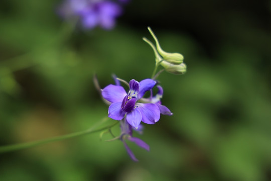 花蕾