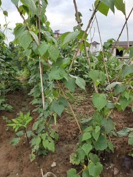 四季豆种植