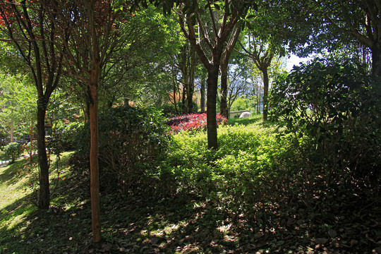 公园阳光树林