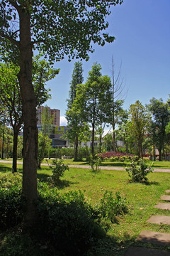 公园阳光树林
