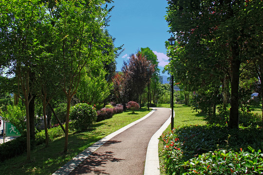 公园阳光树林小道