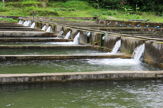 生态河水养鱼场