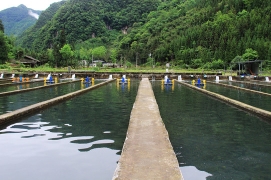 生态河水养鱼场
