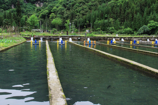 生态河水养鱼场